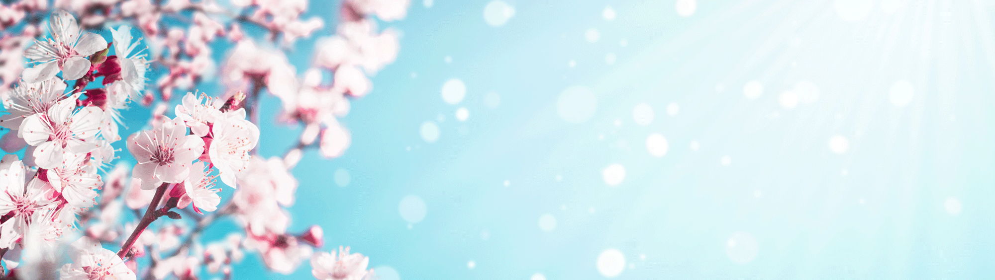 Blossom Background