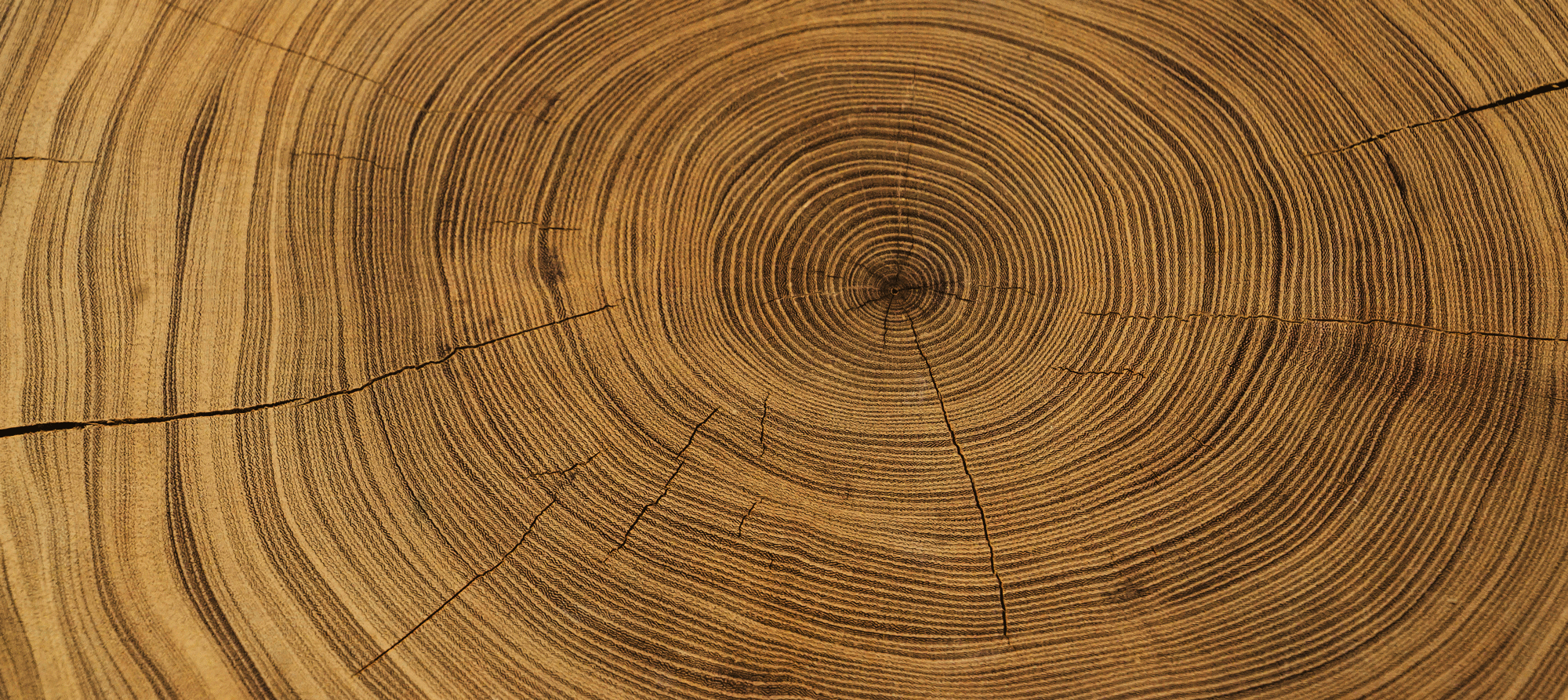 Tree Rings Background